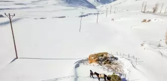 Van'ın Gürpınar ilçesinde besiciler, karla kaplı köylerde hayvanlarını besliyor