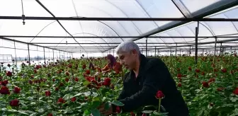 İzmir'de Sevgililer Günü öncesi kesme çiçek hasat yoğunluğu