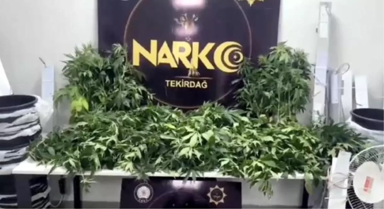 Tekirdağ'da 2 Kilo Esrar ve 104 Kenevir Ele Geçirildi