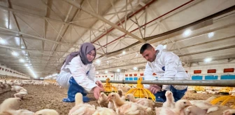Düzce'de Tavuk Çiftliği Devlet Desteğiyle Genişliyor