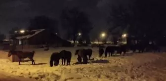 Yılkı atları Bolu şehir merkezine indi