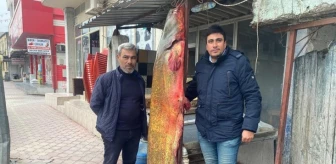 6 balıkçı 37 bin lira değerinde dev yayın balığı yakaladı: Kilosu 250 TL'den satılacak
