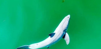 Büyük Beyaz Köpekbalığı Doğumu İlk Kez Görüntülendi
