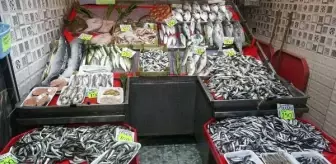 Marmara Denizi'nde Hamsi Avcılığı Arttı