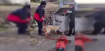 Diyarbakır'da kafası çöp konteynerine sıkışan köpek böyle kurtarıldı