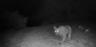 Muğla'da fotokapana yakalanan boz ayı ve yavruları