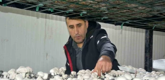 Bitlis'te Girişimci Mantar Üretimiyle İhtiyacı Karşılıyor
