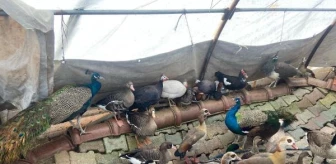 Aksaray'da Sera Görünümü Verilmiş Çiftlikte 32 Kuş Ele Geçirildi