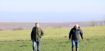 Edirne Tarım ve Orman Müdürü hububat ekili arazileri inceledi