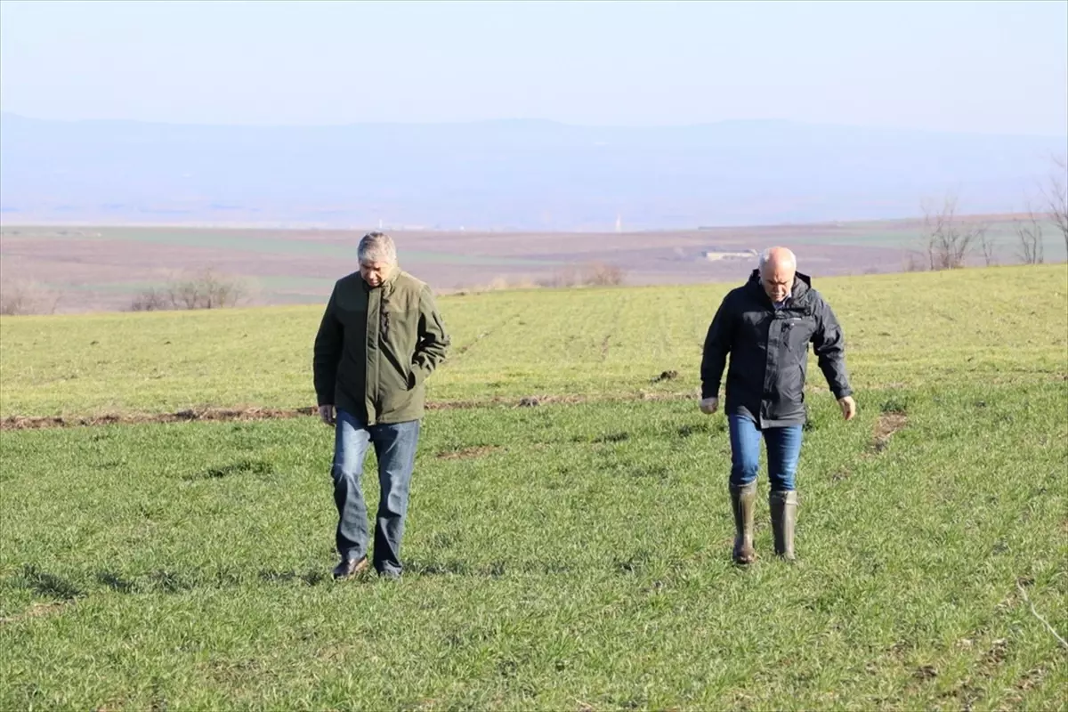 Edirne Tarım ve Orman Müdürü hububat ekili arazileri inceledi