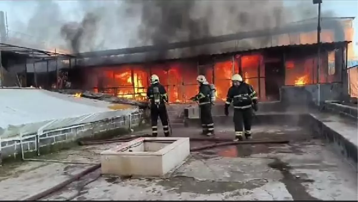 Diyarbakır'da Güvercin Oteline Yangın: 300'e Yakın Güvercin Öldü