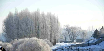 Kars'ta Soğuk Hava Etkisiyle Ağaçlar Kırağı Tutarak Beyaza Büründü