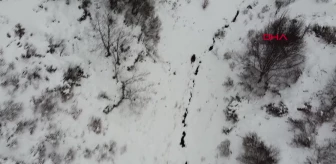 Ordu'da kış uykusuna yatamayan ayı dron ile görüntülendi