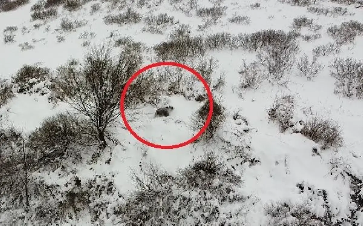 Ordu'da kış uykusuna yatamayan ayı dronla görüntülendi