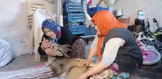 Köpeklerin Saldırısına Uğrayan Karaca Kurtarıldı
