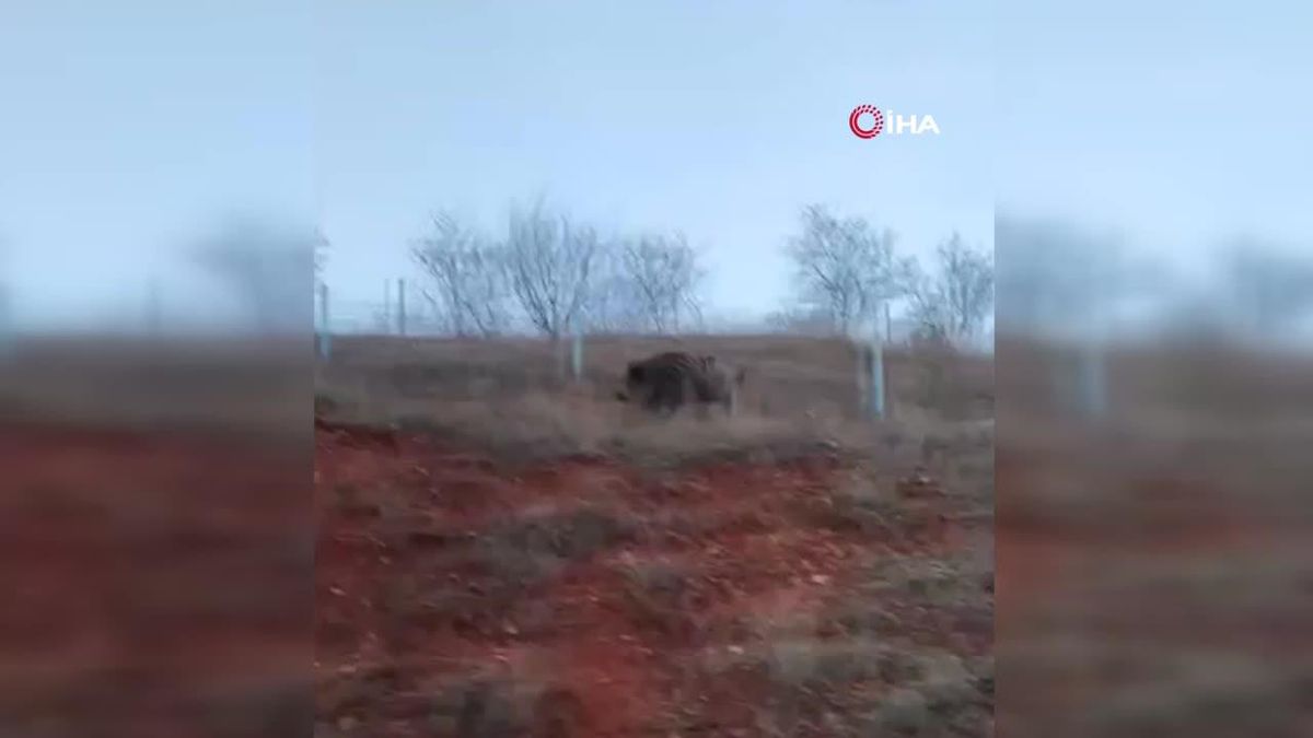 Tokatta aç kalan domuz kent merkezine indi