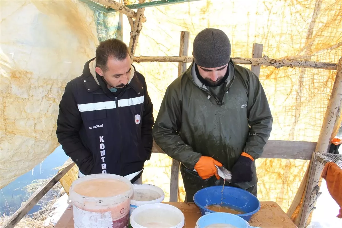 Van'da alabalık tesislerinde yavru üretimi için sağım işlemi yapıldı