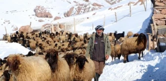 Geçerli Köyü, Türkiye'nin Önemli Gen Kaynaklarından Norduz Koyununun Neslini Kurtardı