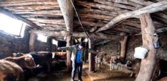 Erzincan'da besici ineklerine müzik dinletiyor