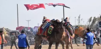 Aydın'da Geleneksel Deve Güreşi Festivali Düzenlendi