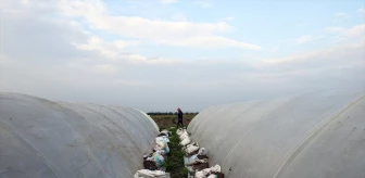 Amik Ovası, depremin ardından tarım üretimine hazırlanıyor