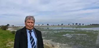 İzmir'deki Çakalburnu Lagünü Deniz Marulları ile Kaplandı