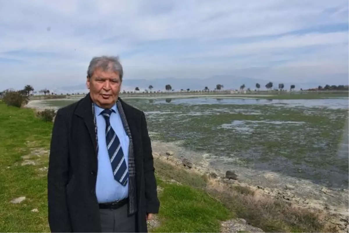 İzmir'deki Çakalburnu Lagünü Deniz Marulları ile Kaplandı