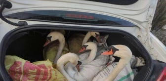 Edirne'de yakalanan 6 yabani kuğu Gala Gölü Milli Parkı'na bırakıldı