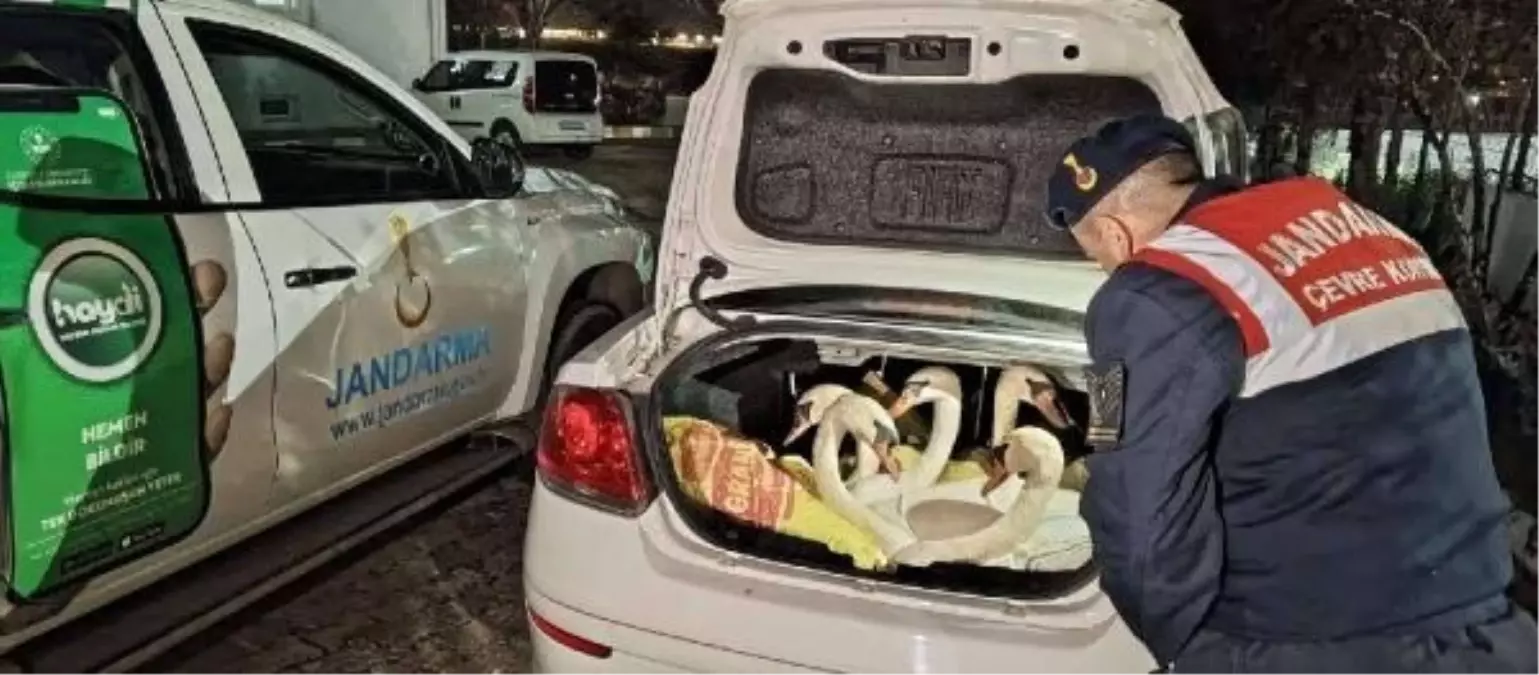 İpsala'da yasak avlanma operasyonu: 6 kuğu ele geçirildi