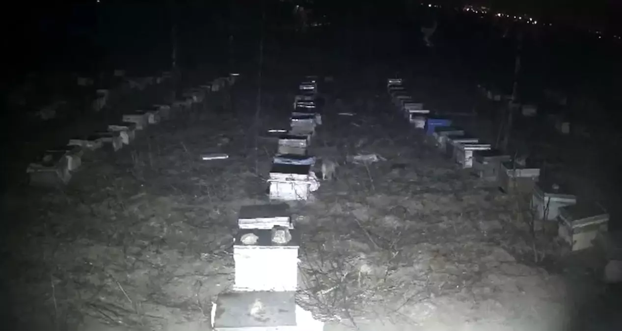 Tokat'ta Çakallar Arı Kovanlarına Dadandı