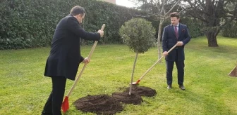 Vatikan Bahçeleri'ne Zeytin Ağacı Dikildi