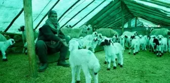 Tunceli'de Sürü Sahipleri Koyunların Doğumları İçin Nöbet Tutuyor