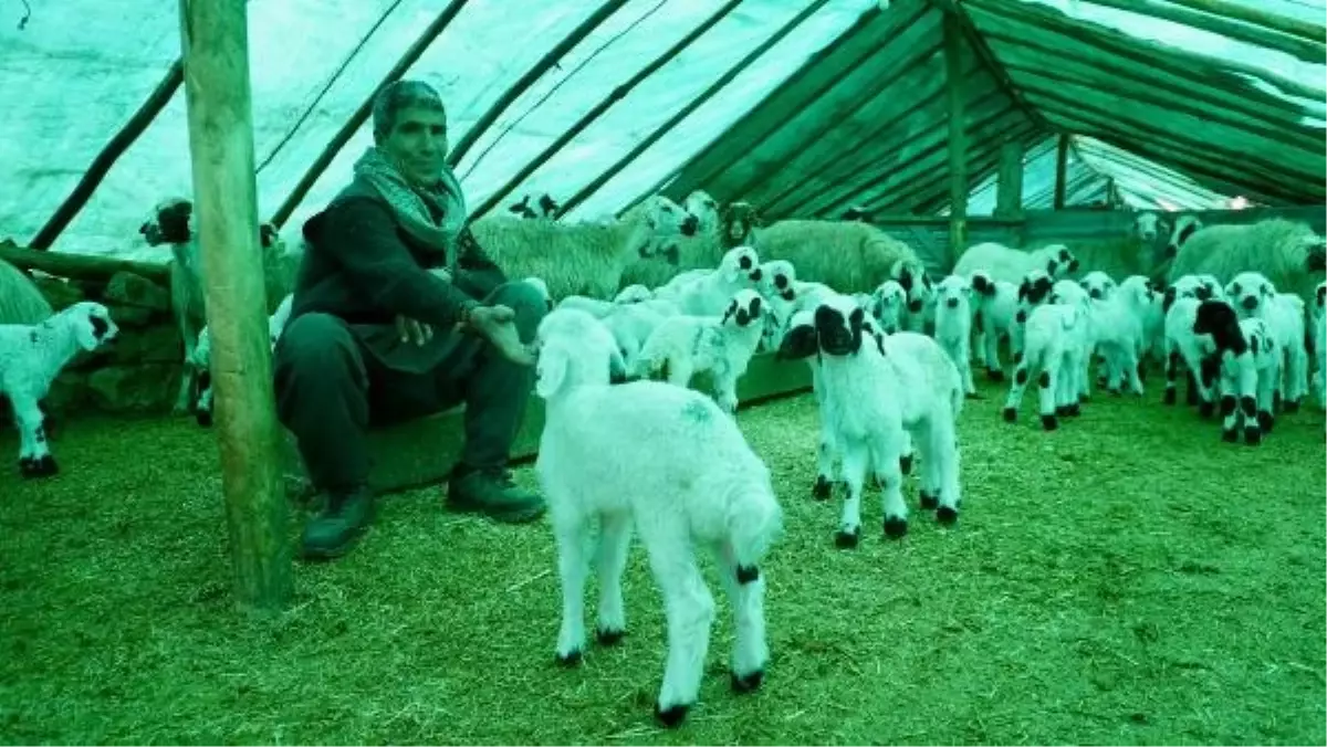 Tunceli'de Sürü Sahipleri Koyunların Doğumları İçin Nöbet Tutuyor