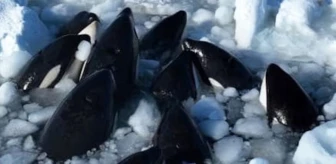 Japonya'nın kuzeyinde sürüklenen buzda sıkışan 12 katil balina kurtulmayı başardı