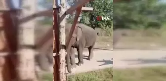 Tayland'da fil sahibini ezerek öldürdü