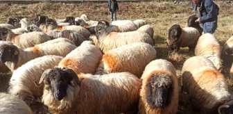 Giresun'da Çepni koyunu koruma altına alındı