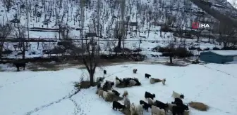 Beytüşşebap'ta hayvanlar kar üstünde yemleniyor