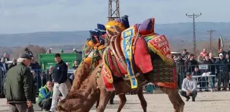 Biga'da 4. Folklorik Deve Güreşi Etkinliği Düzenlendi