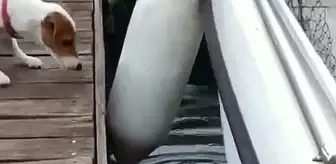 Fethiye'de Nesli Tükenme Tehlikesindeki Akdeniz Foku Görüldü