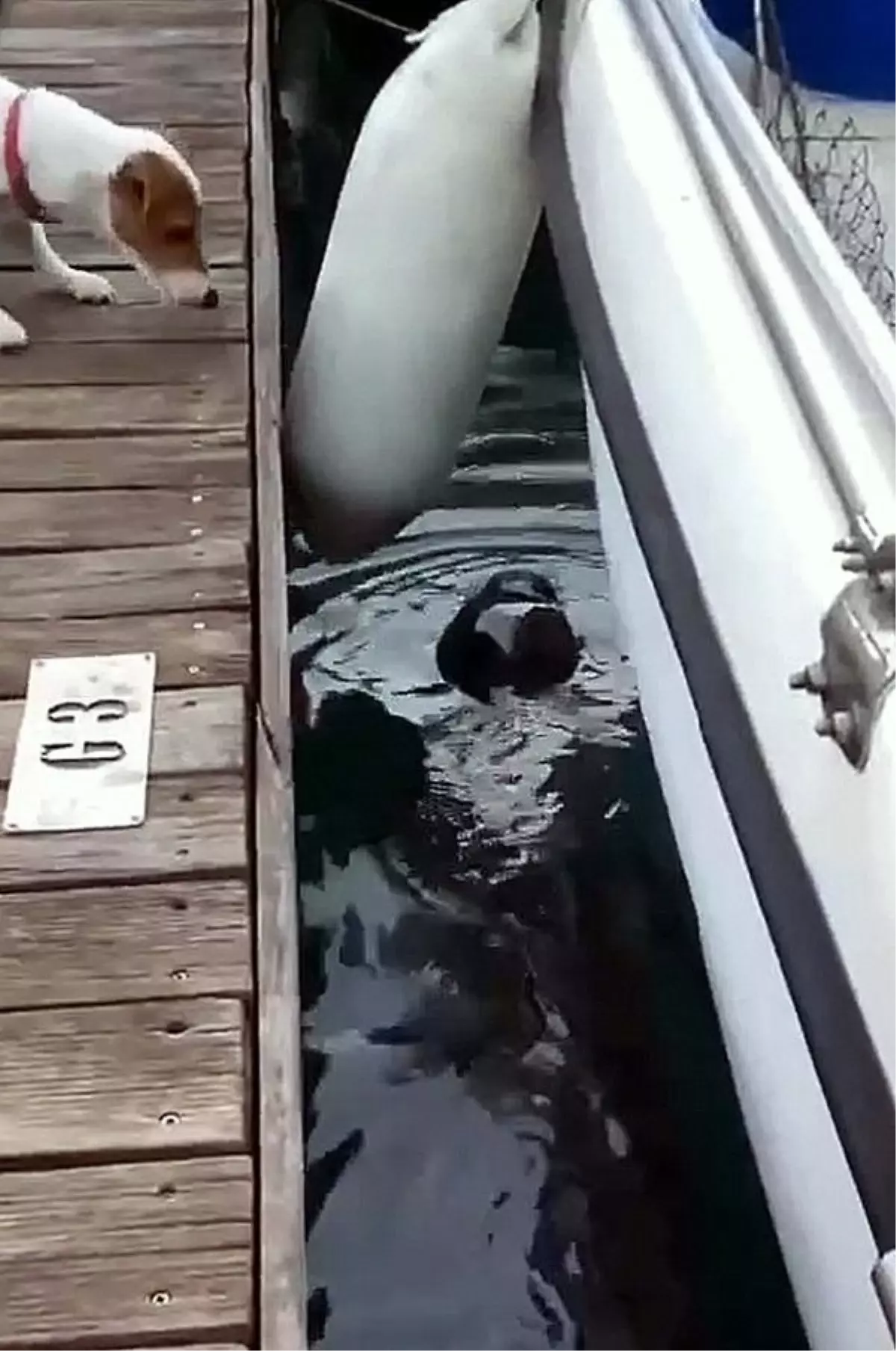 Fethiye'de Nesli Tükenme Tehlikesindeki Akdeniz Foku Görüldü