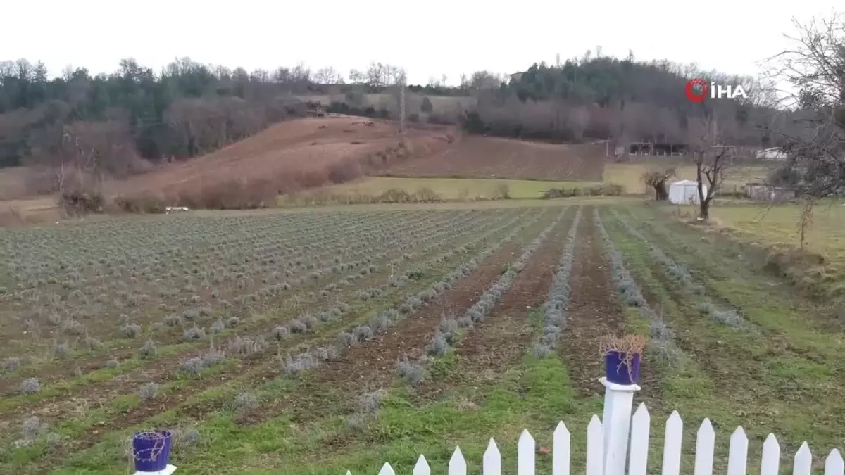 Sinop'ta 700 adet salep dikimi yapıldı