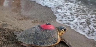 İztuzu Plajı'ndaki Deniz Kaplumbağalarının Sinyali Kesildi