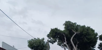 Çeşme'de Kuvvetli Rüzgarın Etkisiyle Ağaç Devrildi