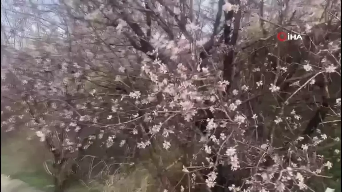 Malatya'da badem ağaçları çiçek açtı