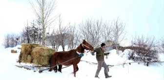 Muş'ta Karla Kaplı Bölgedeki Çiftçiler, Atlı Kızaklarla Hayvanlarına Ot Taşıyor