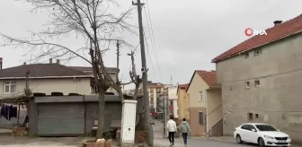 Beton elektrik direği ağaç ayakta tutuyor