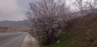 Malatya'da hava sıcaklıklarının yükselmesiyle bazı badem ağaçları çiçek açtı