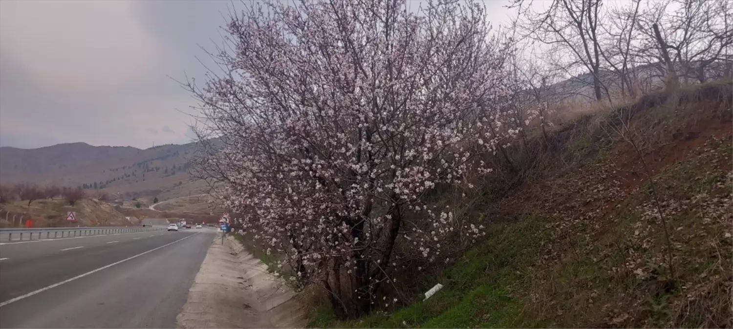 Malatya'da hava sıcaklıklarının yükselmesiyle bazı badem ağaçları çiçek açtı