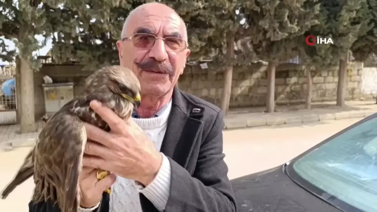 Yaralı bulunan kızıl şahin tedavi altına alındı