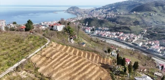Giresun'da Fındık Bahçeleri Yenileniyor